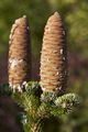 Abies cephalonica-1 Jodła grecka